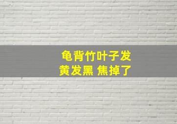 龟背竹叶子发黄发黑 焦掉了